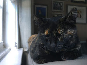 Meet your Posher, Remi